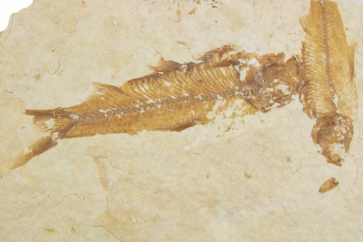 Fossil Fish (Knightia) Mortality Plate - Wyoming #375397